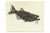 Uncommon Fish Fossil (Mioplosus) - Wyoming #251861-1